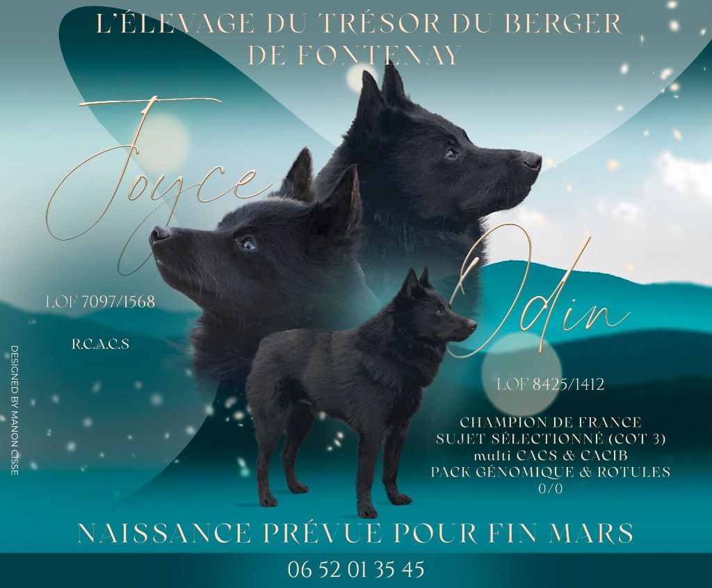 Du Trésor Du Berger De Fontenay - Portée Joyce X Odin