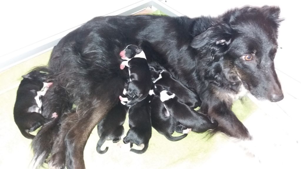 Du Trésor Du Berger De Fontenay - Naissance des chiots d'Happy