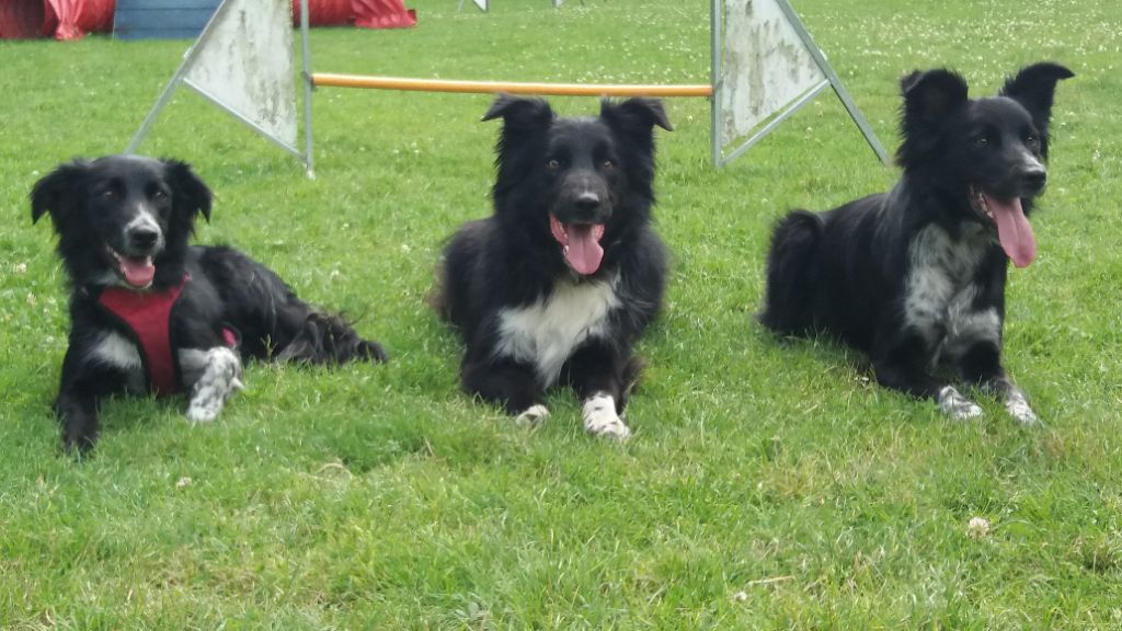 Du Trésor Du Berger De Fontenay - 01 juillet 2018 Nouveau record de France de Flyball 17.45