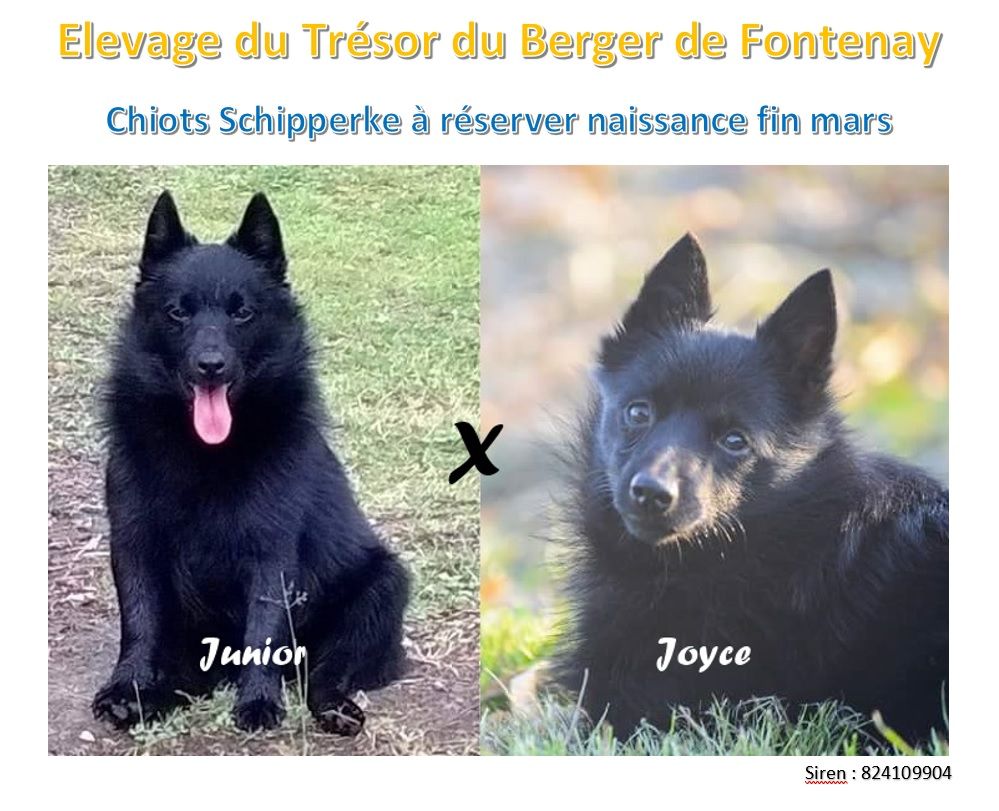 Du Trésor Du Berger De Fontenay - Deuxième portée de Joyce