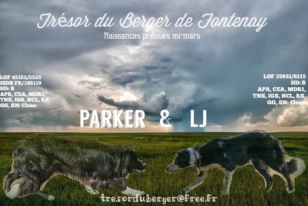 Du Trésor Du Berger De Fontenay - Portée LJ X Parker