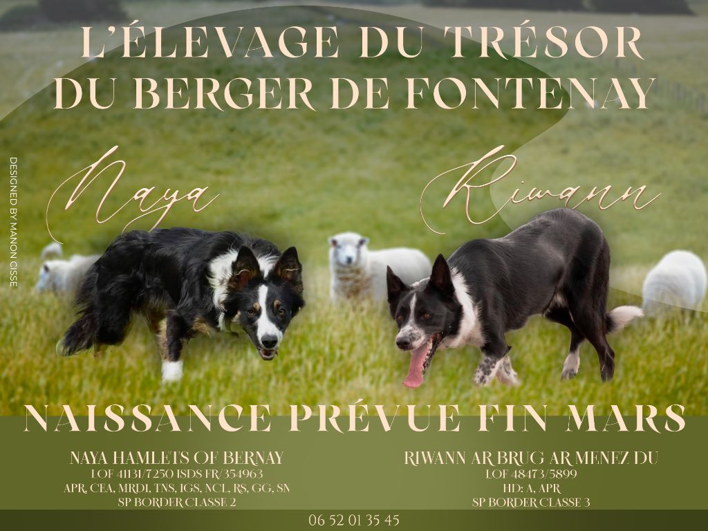 Du Trésor Du Berger De Fontenay - Portée Naya X Rywann