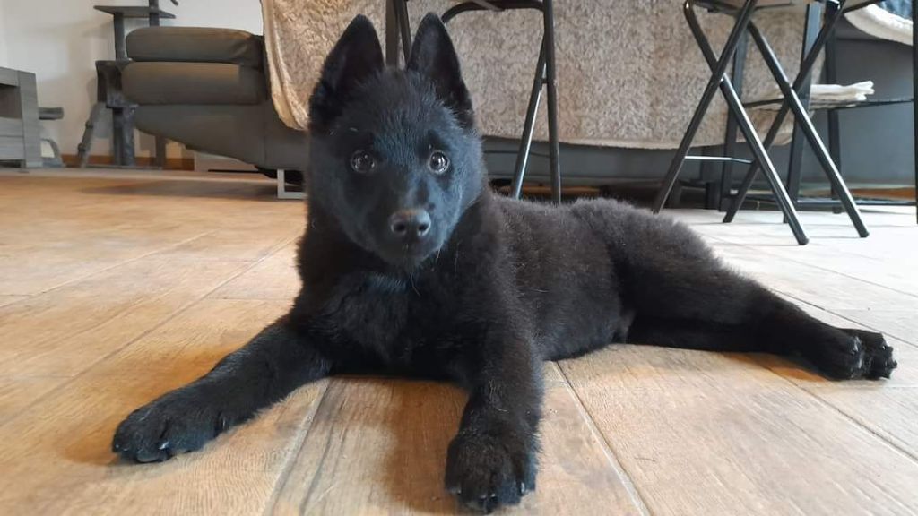 Du Trésor Du Berger De Fontenay - Chiot disponible  - Schipperke