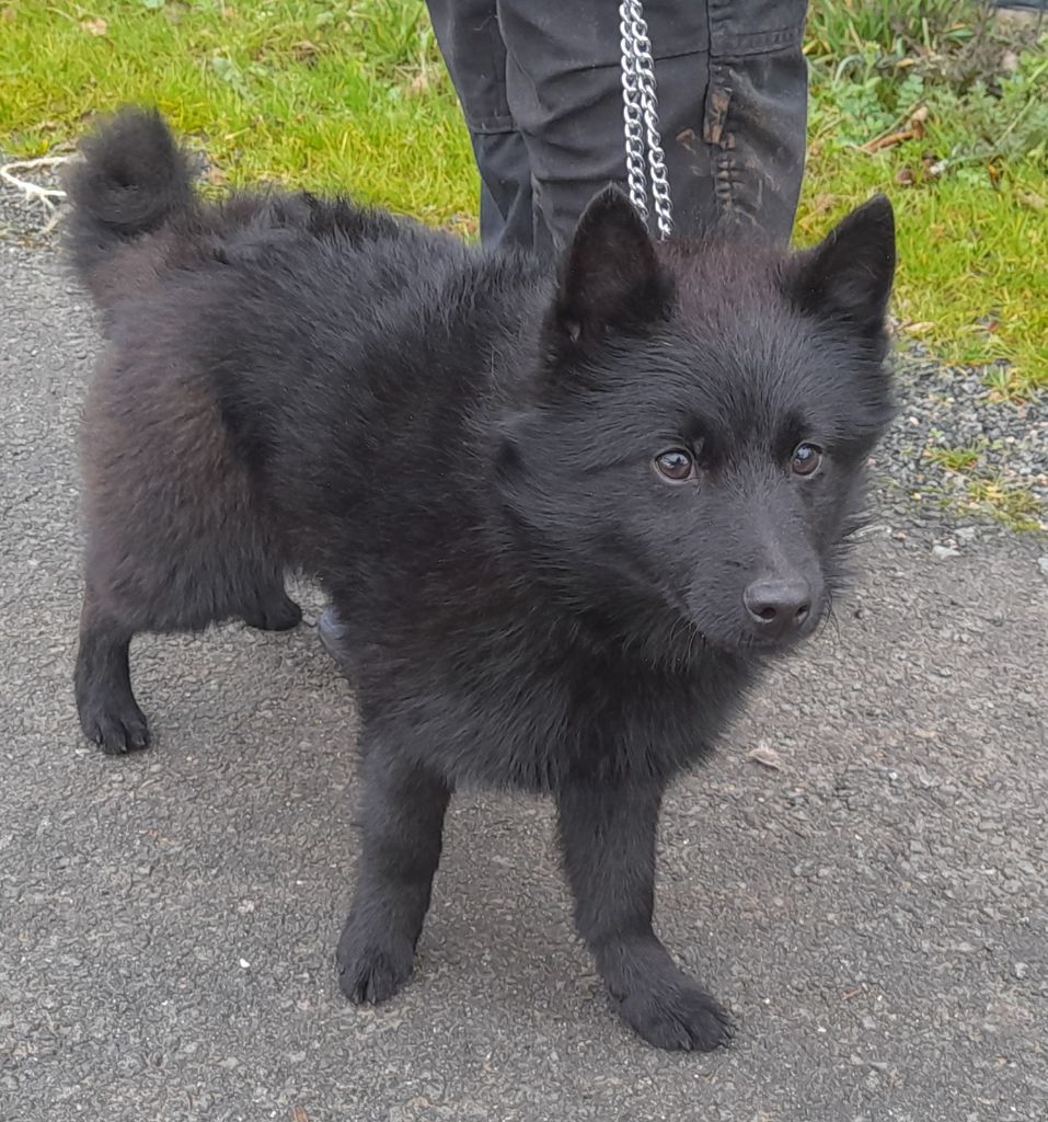 Du Trésor Du Berger De Fontenay - Chiot disponible  - Schipperke