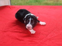 Du Trésor Du Berger De Fontenay - Border Collie - Portée née le 28/05/2016