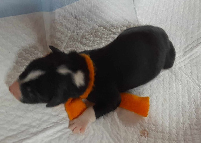 CHIOT 3 Orange