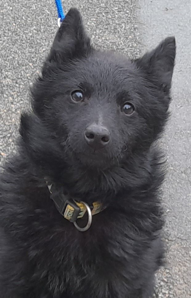 Du Trésor Du Berger De Fontenay - Chiot disponible  - Schipperke