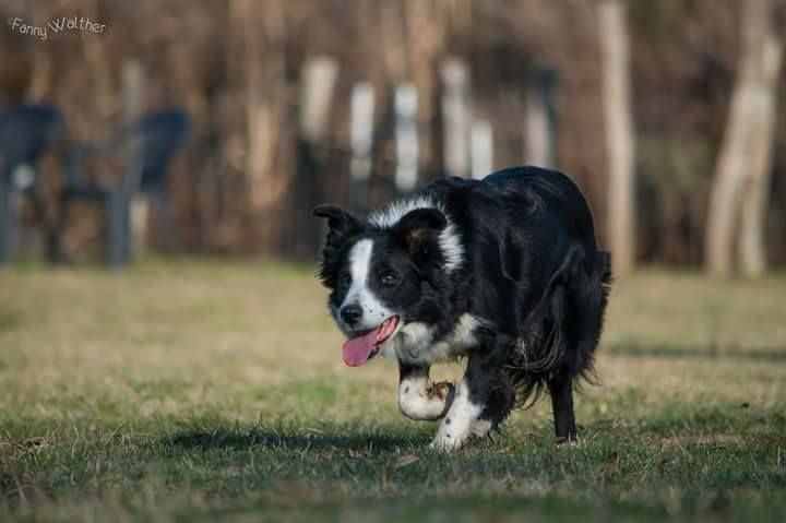Fly Du Trésor Du Berger De Fontenay