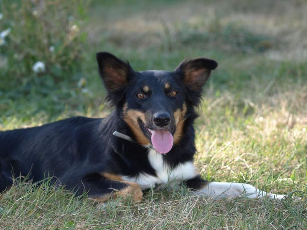 O'bella Du Trésor Du Berger De Fontenay