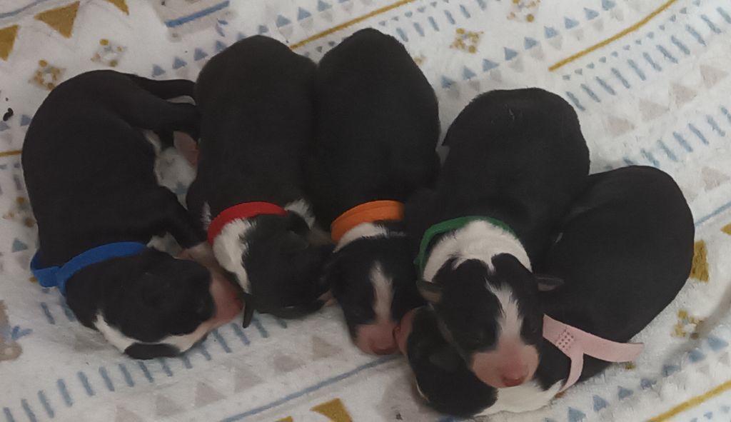Du Trésor Du Berger De Fontenay - Chiots Naya X Pakoï 2025
