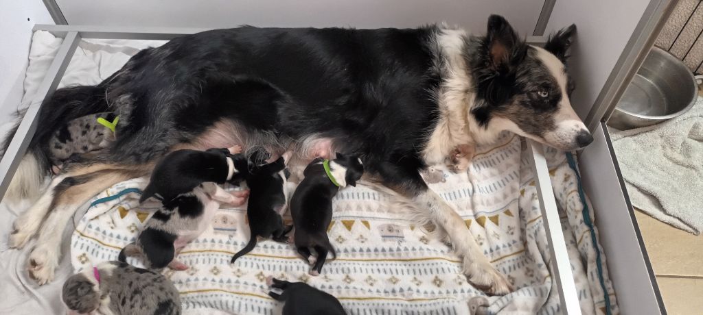 Du Trésor Du Berger De Fontenay - Chiots Ryley X Parker 2025
