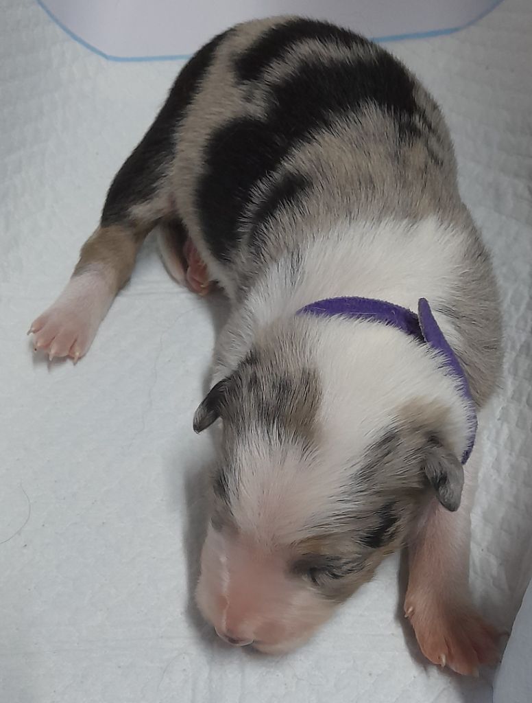 Du Trésor Du Berger De Fontenay - Chiots disponibles - Border Collie