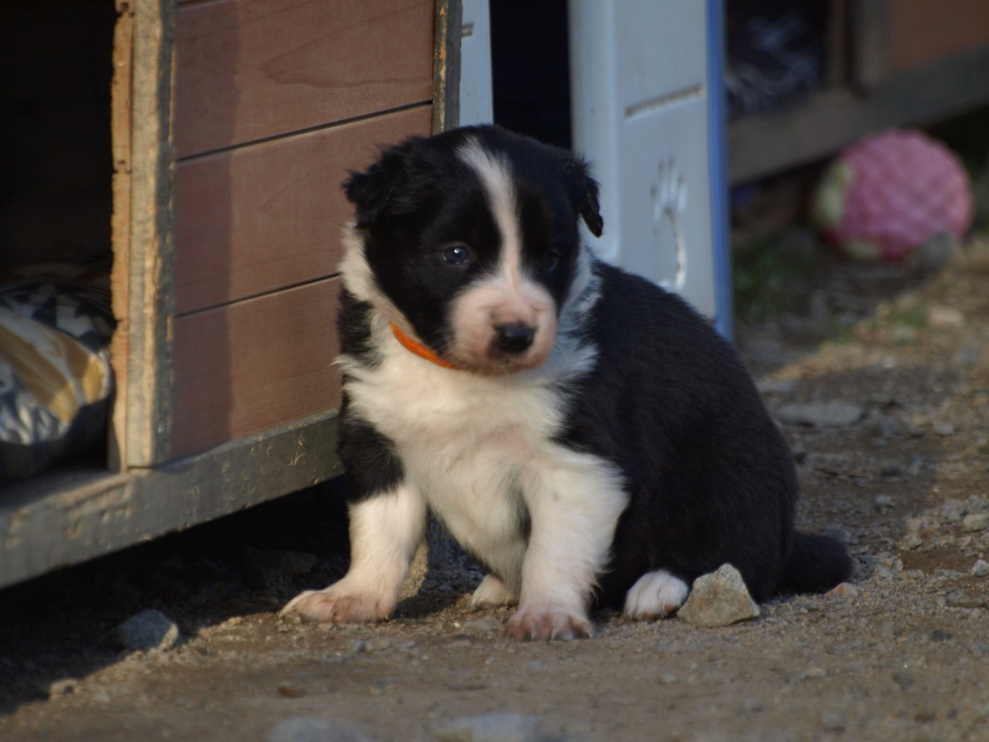 Du Trésor Du Berger De Fontenay - Chiots disponibles - Border Collie