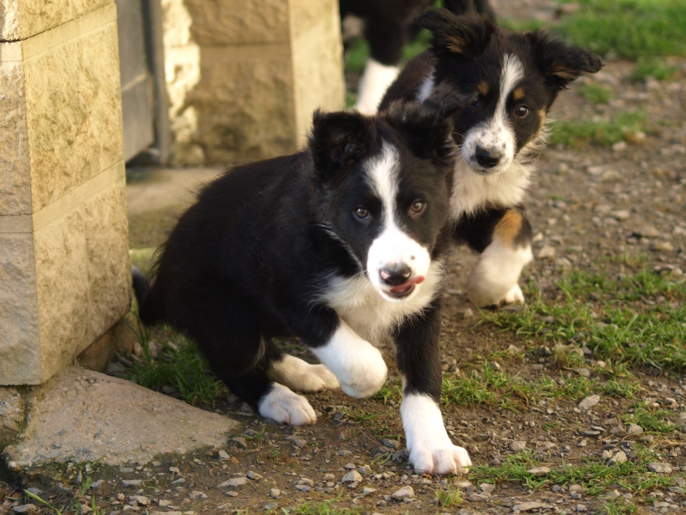 Du Trésor Du Berger De Fontenay - Chiots disponibles - Border Collie