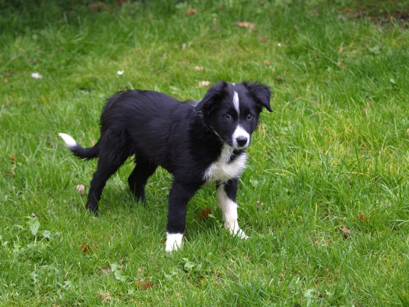 Du Trésor Du Berger De Fontenay - Chiots disponibles - Border Collie