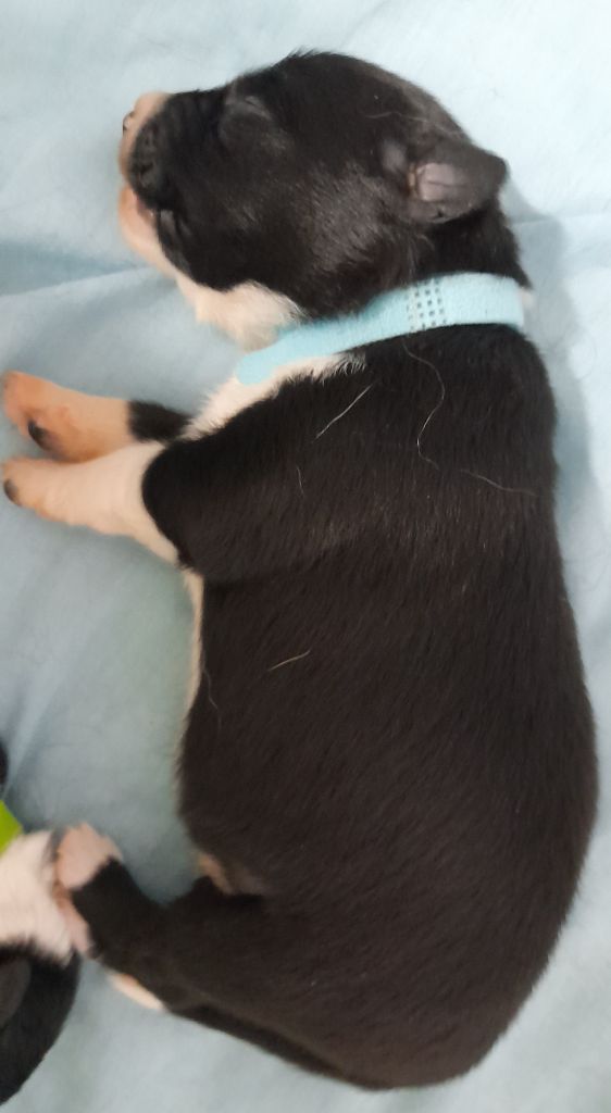 Du Trésor Du Berger De Fontenay - Chiots disponibles - Border Collie