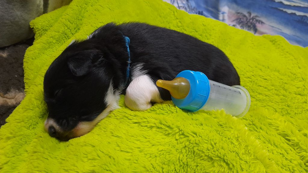 Du Trésor Du Berger De Fontenay - Chiots disponibles - Border Collie