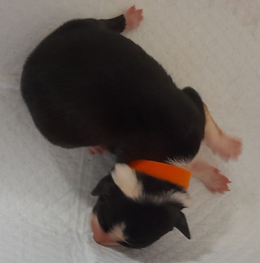 Du Trésor Du Berger De Fontenay - Chiots disponibles - Border Collie